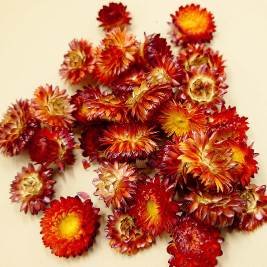 Helichrysum Assorted - View 1 from www redcrocus com