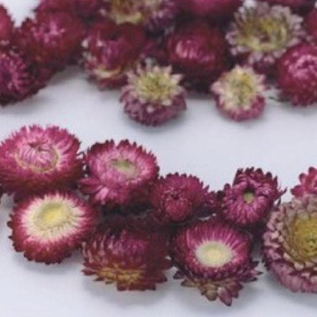 Helichrysum Assorted - View 3 from www redcrocus com