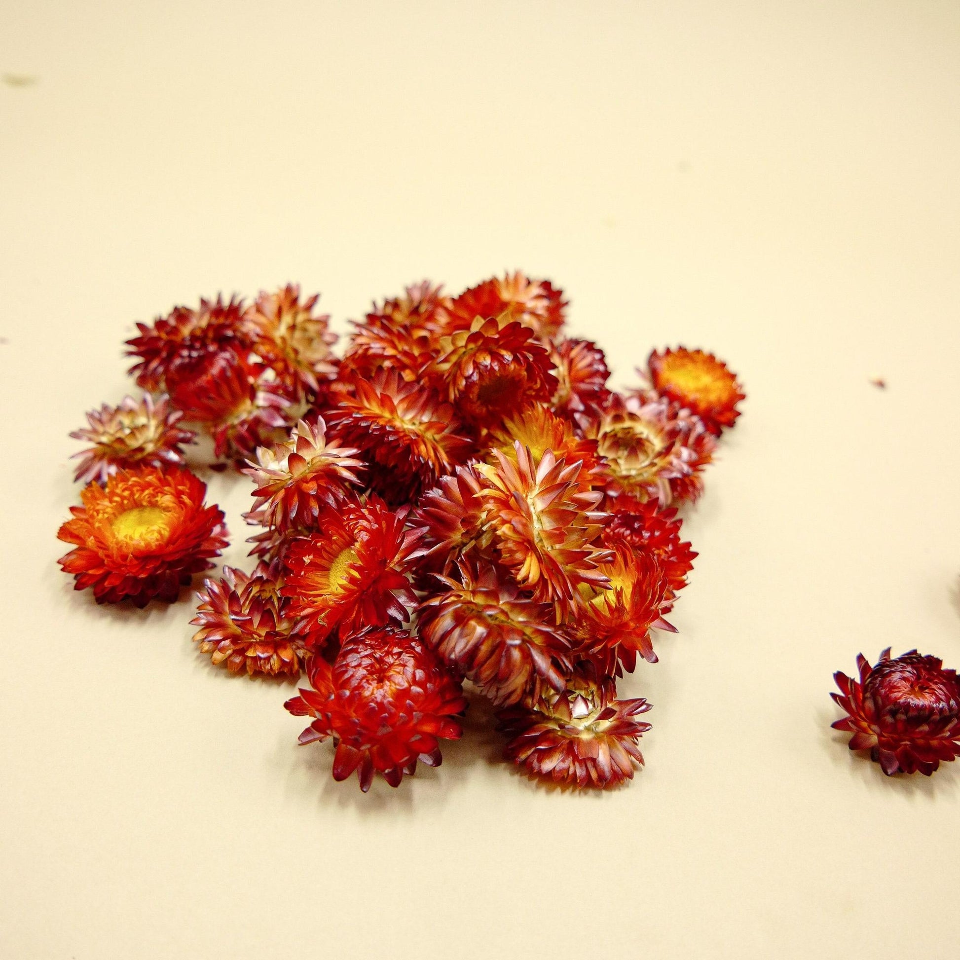 Helichrysum Assorted - View 4 from www redcrocus com