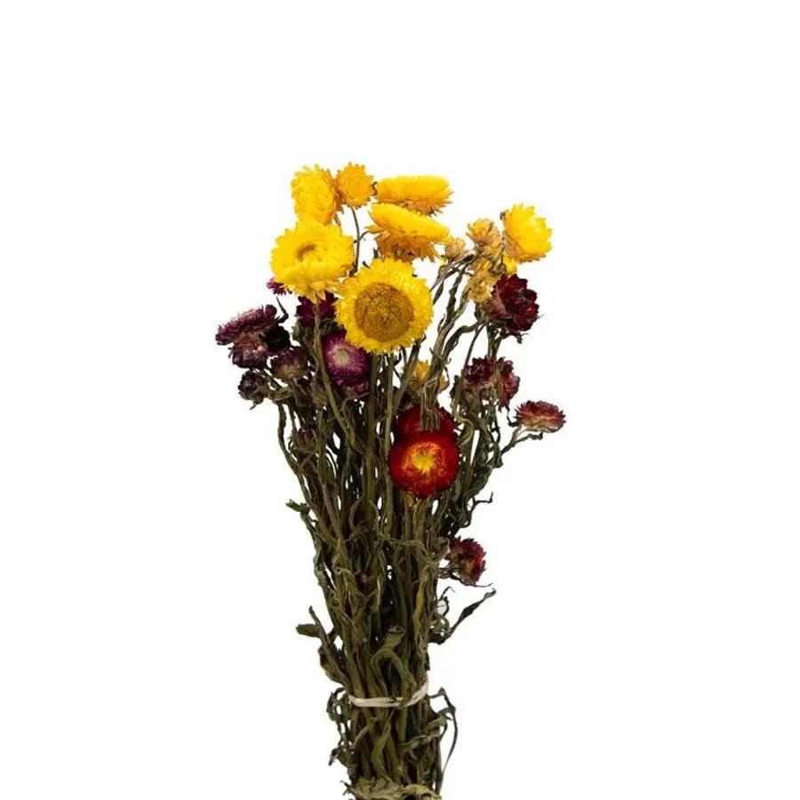 Helichrysum Assorted - View 5 from www redcrocus com