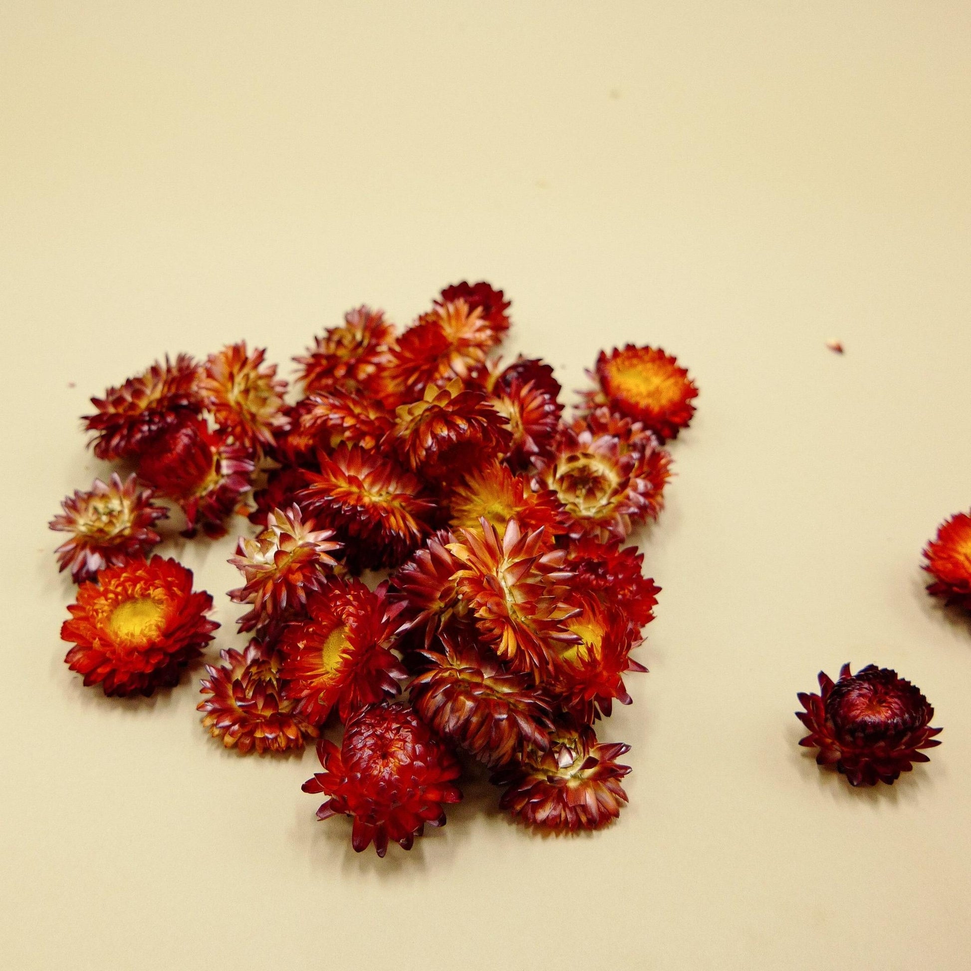 Helichrysum Assorted - View 6 from www redcrocus com