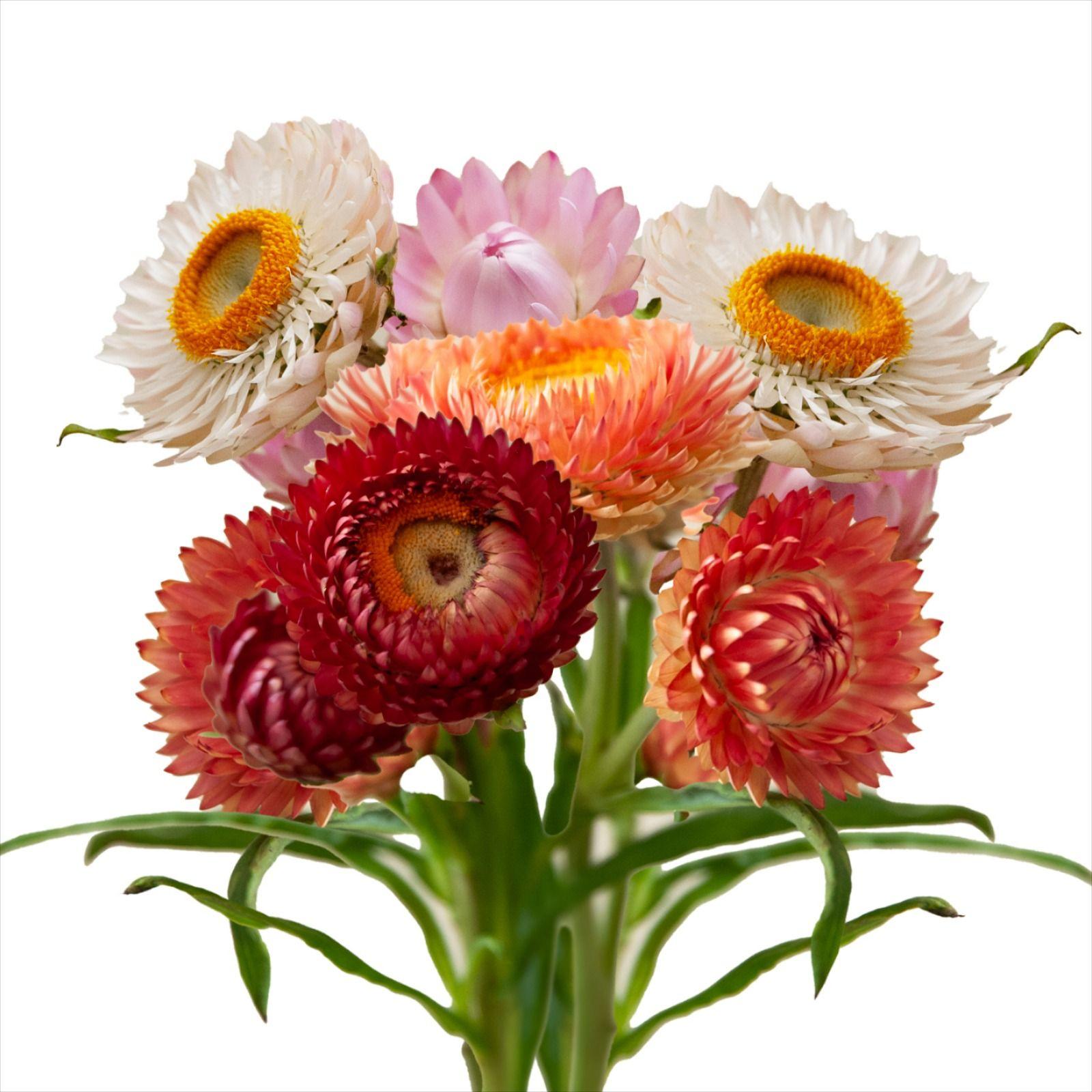 Helichrysum Assorted - View 8 from www redcrocus com
