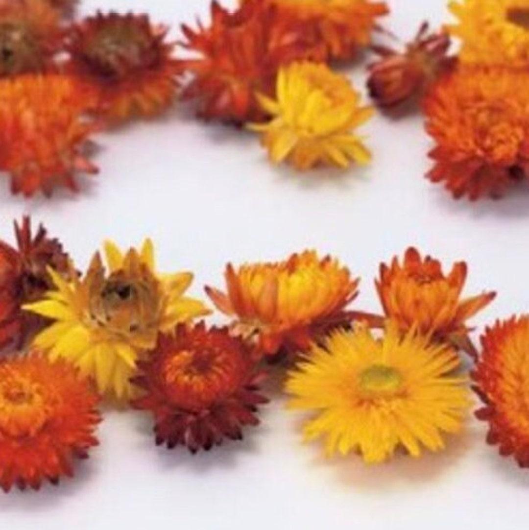 Helichrysum Assorted - View 9 from www redcrocus com