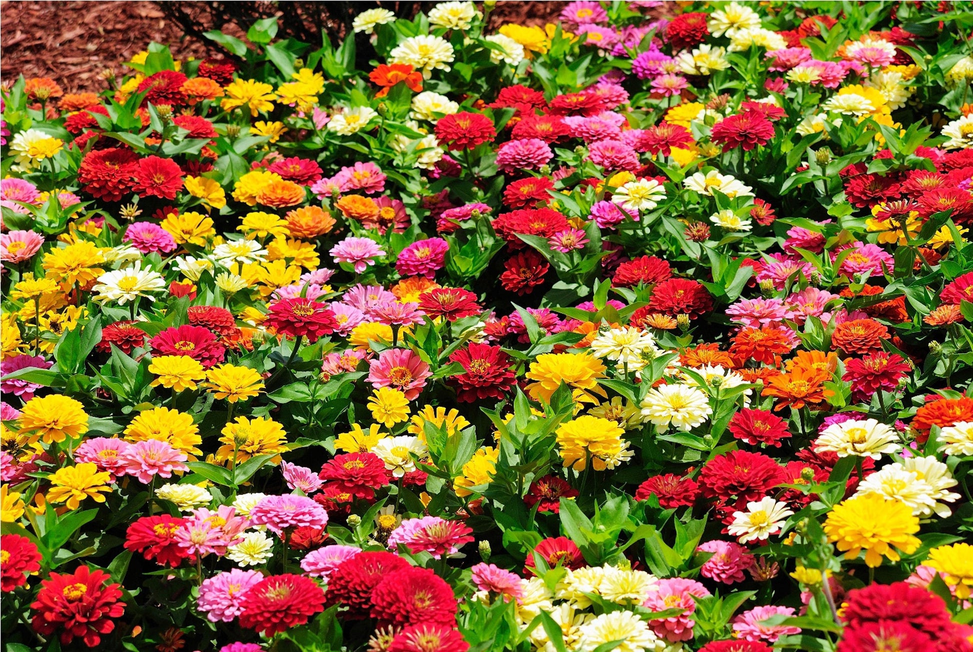 Zinnia Assorted - View 10 from www redcrocus com