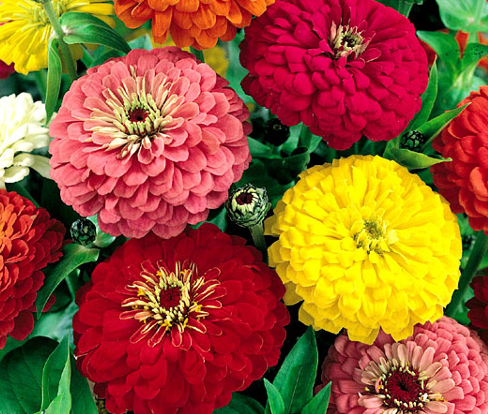 Zinnia Assorted - View 11 from www redcrocus com
