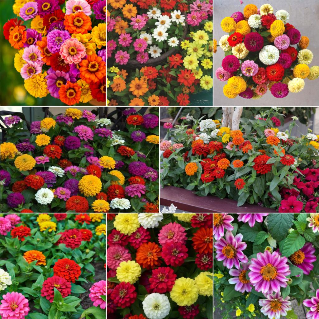Zinnia Assorted - View 12 from www redcrocus com