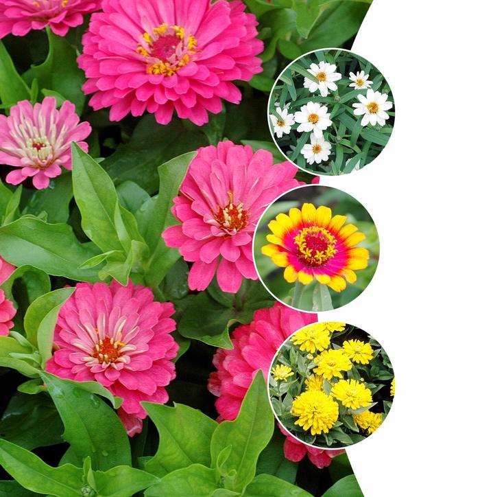 Zinnia Assorted - View 13 from www redcrocus com
