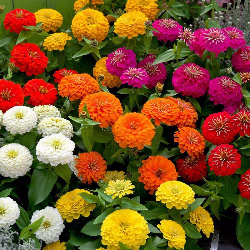 Zinnia Assorted - View 14 from www redcrocus com