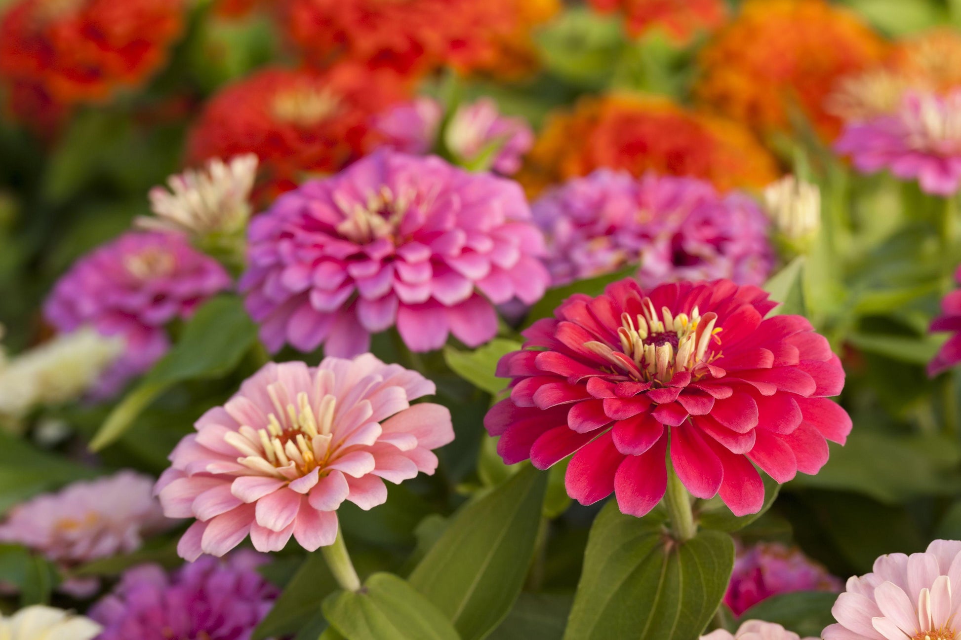 Zinnia Assorted - View 15 from www redcrocus com