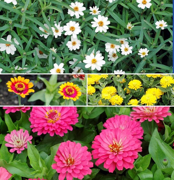 Zinnia Assorted - View 18 from www redcrocus com