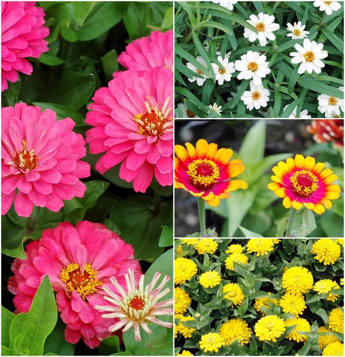 Zinnia Assorted - View 19 from www redcrocus com