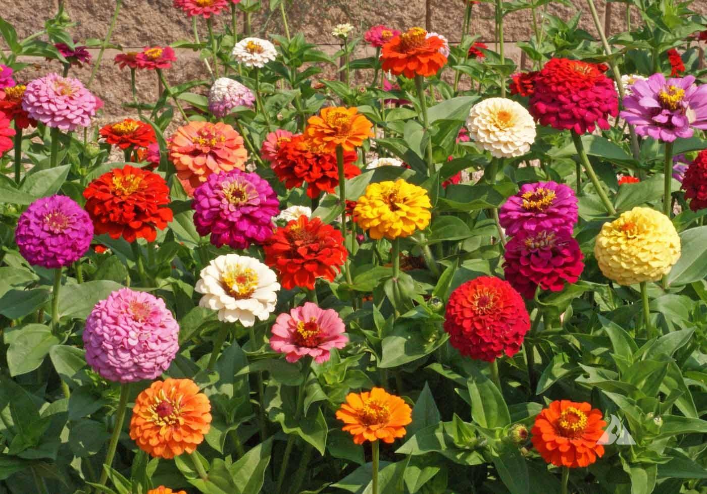 Zinnia Assorted - View 1 from www redcrocus com