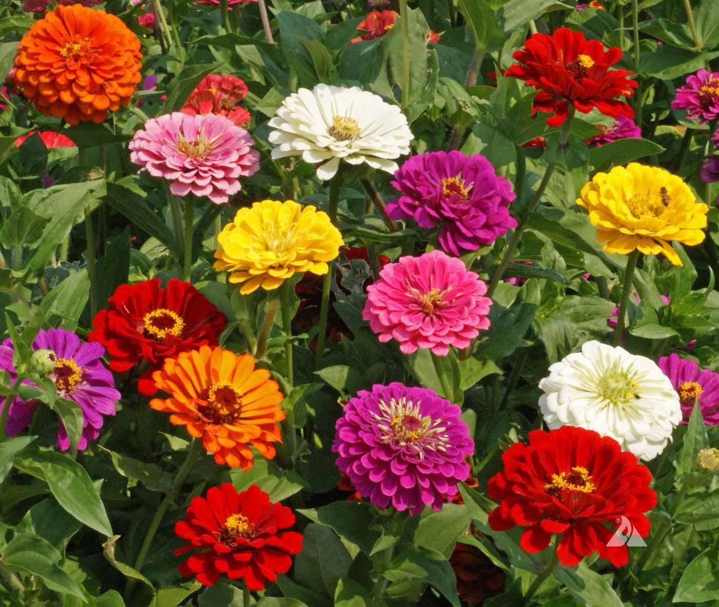 Zinnia Assorted - View 2 from www redcrocus com