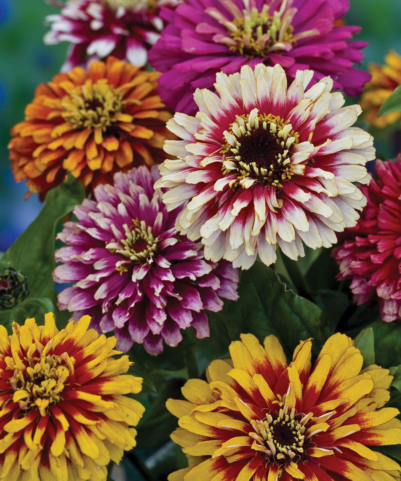 Zinnia Assorted - View 3 from www redcrocus com