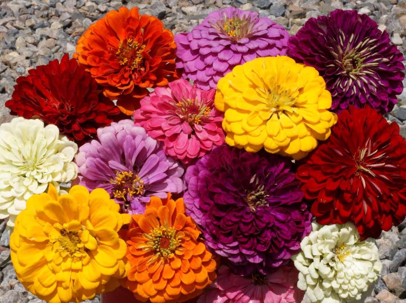 Zinnia Assorted - View 4 from www redcrocus com