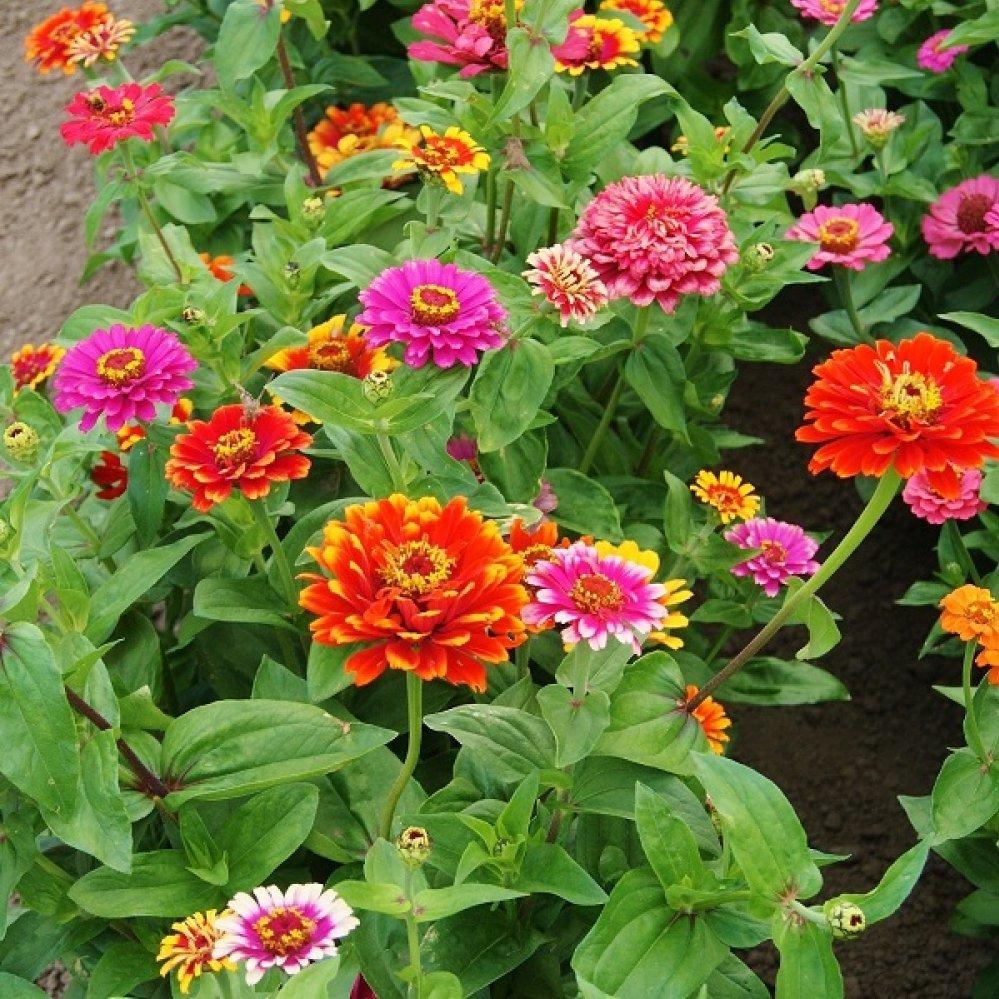 Zinnia Assorted - View 5 from www redcrocus com