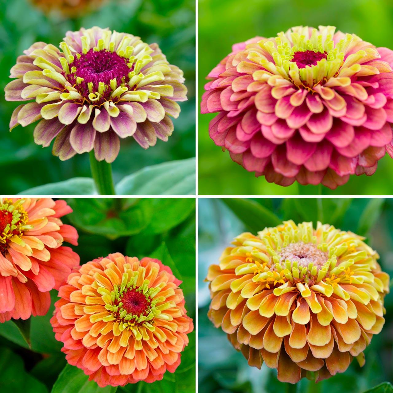 Zinnia Assorted - View 6 from www redcrocus com