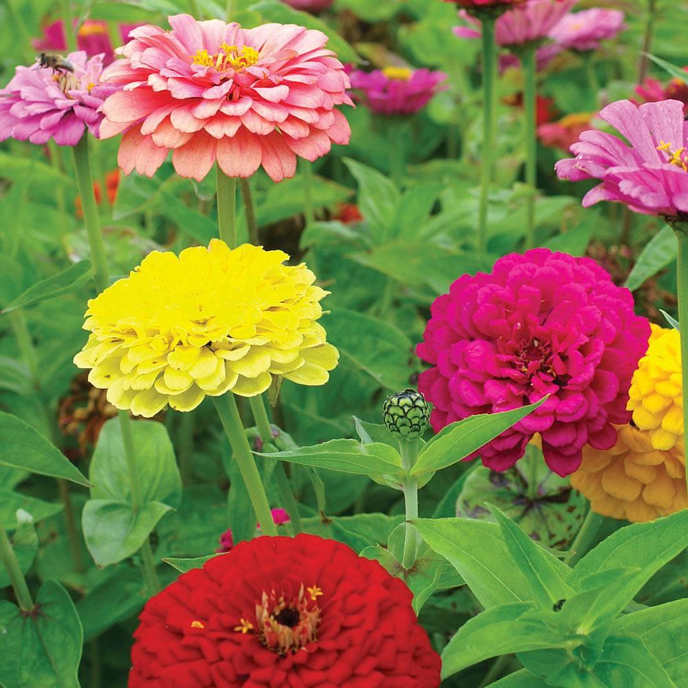 Zinnia Assorted - View 7 from www redcrocus com