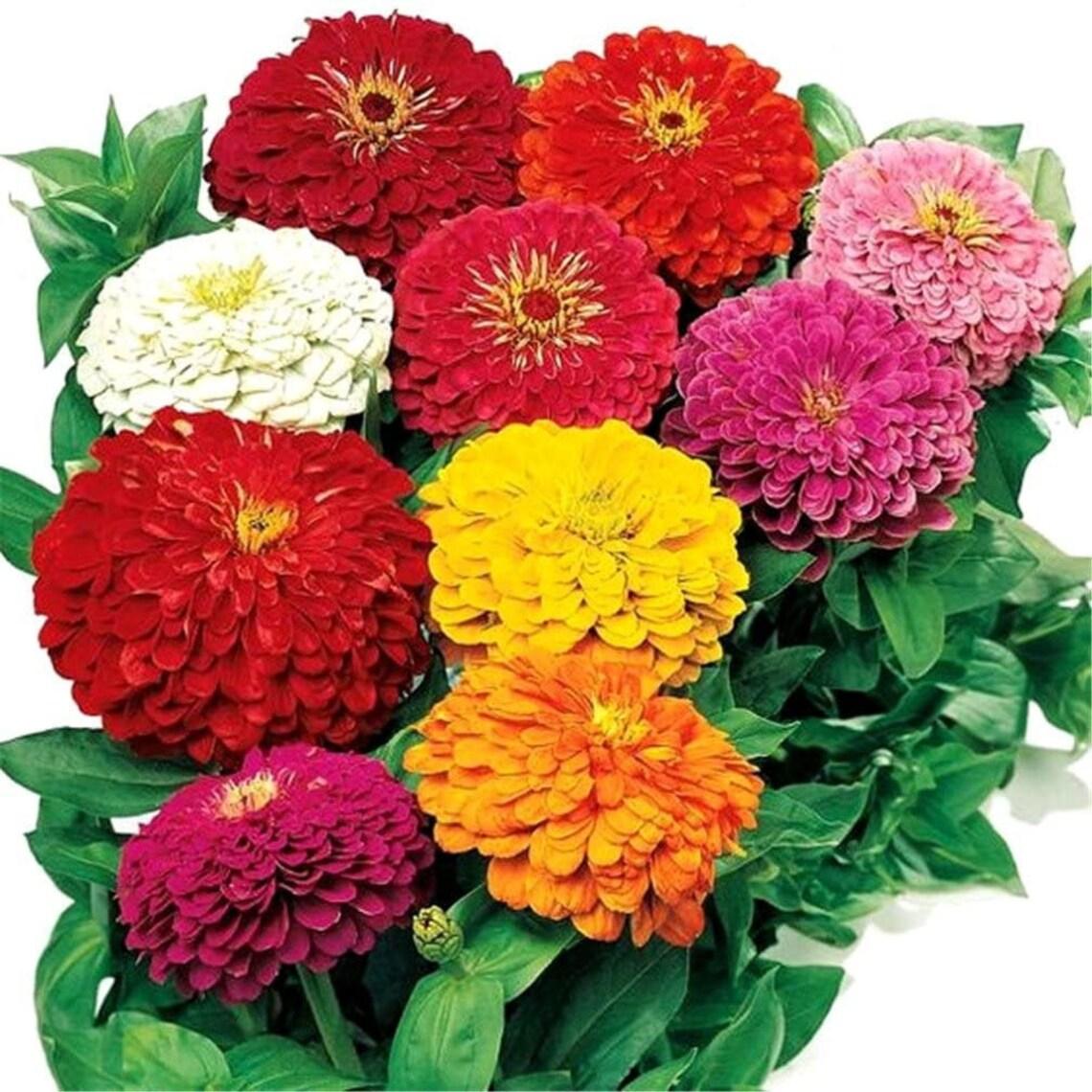 Zinnia Assorted - View 8 from www redcrocus com
