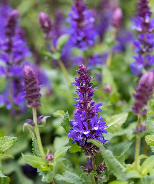 Salvia Assorted - View 10 from www redcrocus com
