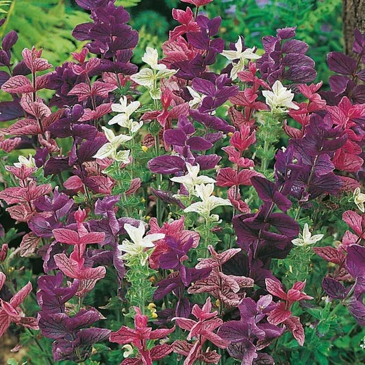 Salvia Assorted - View 1 from www redcrocus com