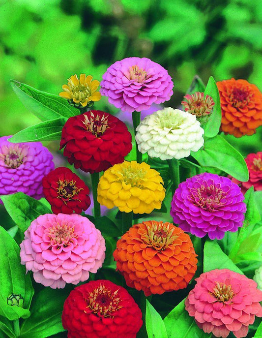 Zinnia Assorted - View 10 from www redcrocus com