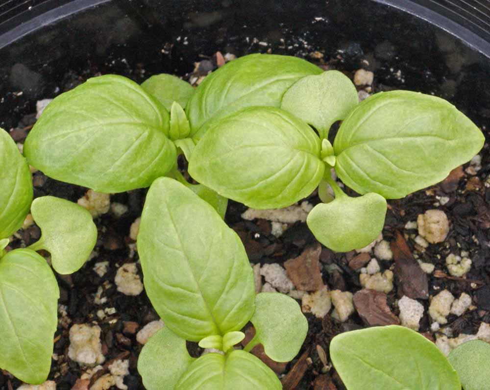V002 Herb Ocimum Basilicum Basil Sweet Large Leaf - View 10 from www redcrocus com