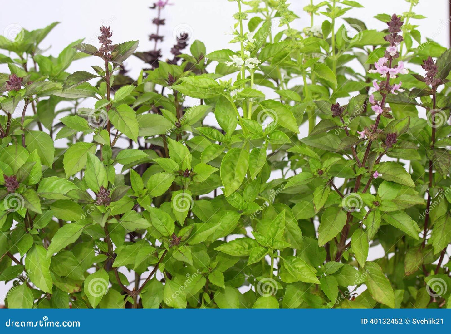 V002 Herb Ocimum Basilicum Basil Sweet Large Leaf - View 16 from www redcrocus com
