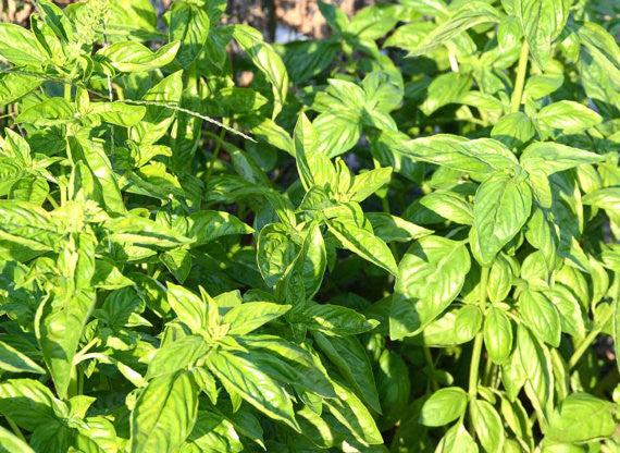 V002 Herb Ocimum Basilicum Basil Sweet Large Leaf - View 17 from www redcrocus com