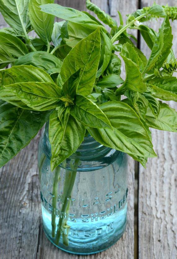V002 Herb Ocimum Basilicum Basil Sweet Large Leaf - View 5 from www redcrocus com