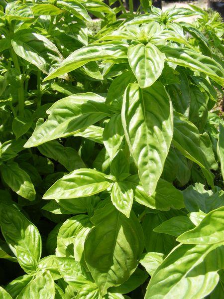 V002 Herb Ocimum Basilicum Basil Sweet Large Leaf - View 6 from www redcrocus com