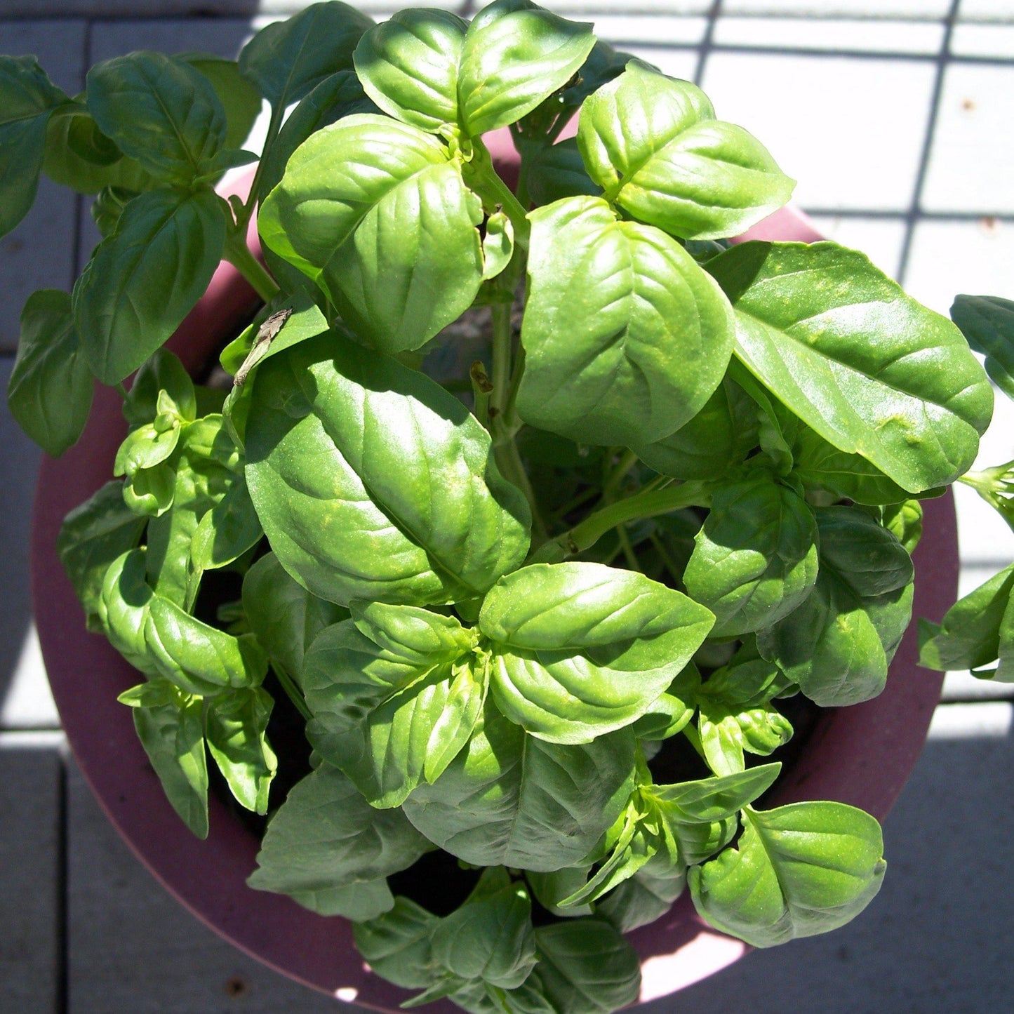 V002 Herb Ocimum Basilicum Basil Sweet Large Leaf - View 7 from www redcrocus com
