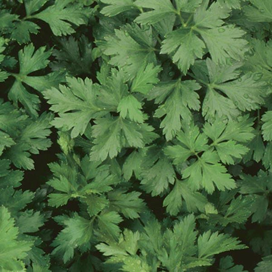 V015 Herb Petroselinum Crispum Parsley Italian Dark Single - View 1 from www redcrocus com