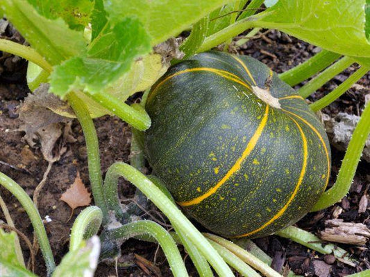 V023 Squash Ball S Zucchini 2 - View 13 from www redcrocus com
