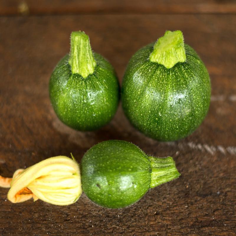 V023 Squash Ball S Zucchini 2 - View 14 from www redcrocus com