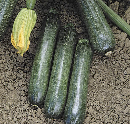 V023 Squash Ball S Zucchini 2 - View 1 from www redcrocus com