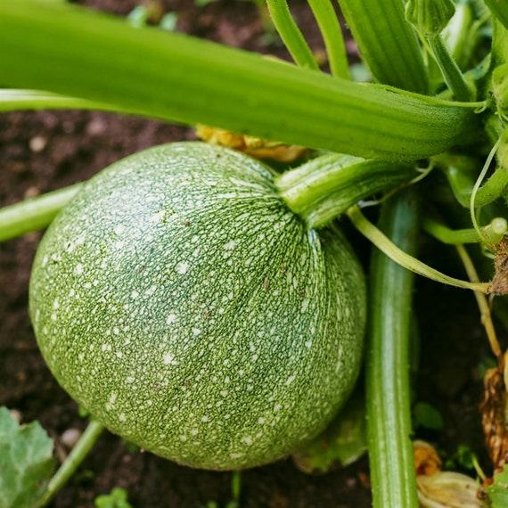 V023 Squash Ball S Zucchini 2 - View 4 from www redcrocus com