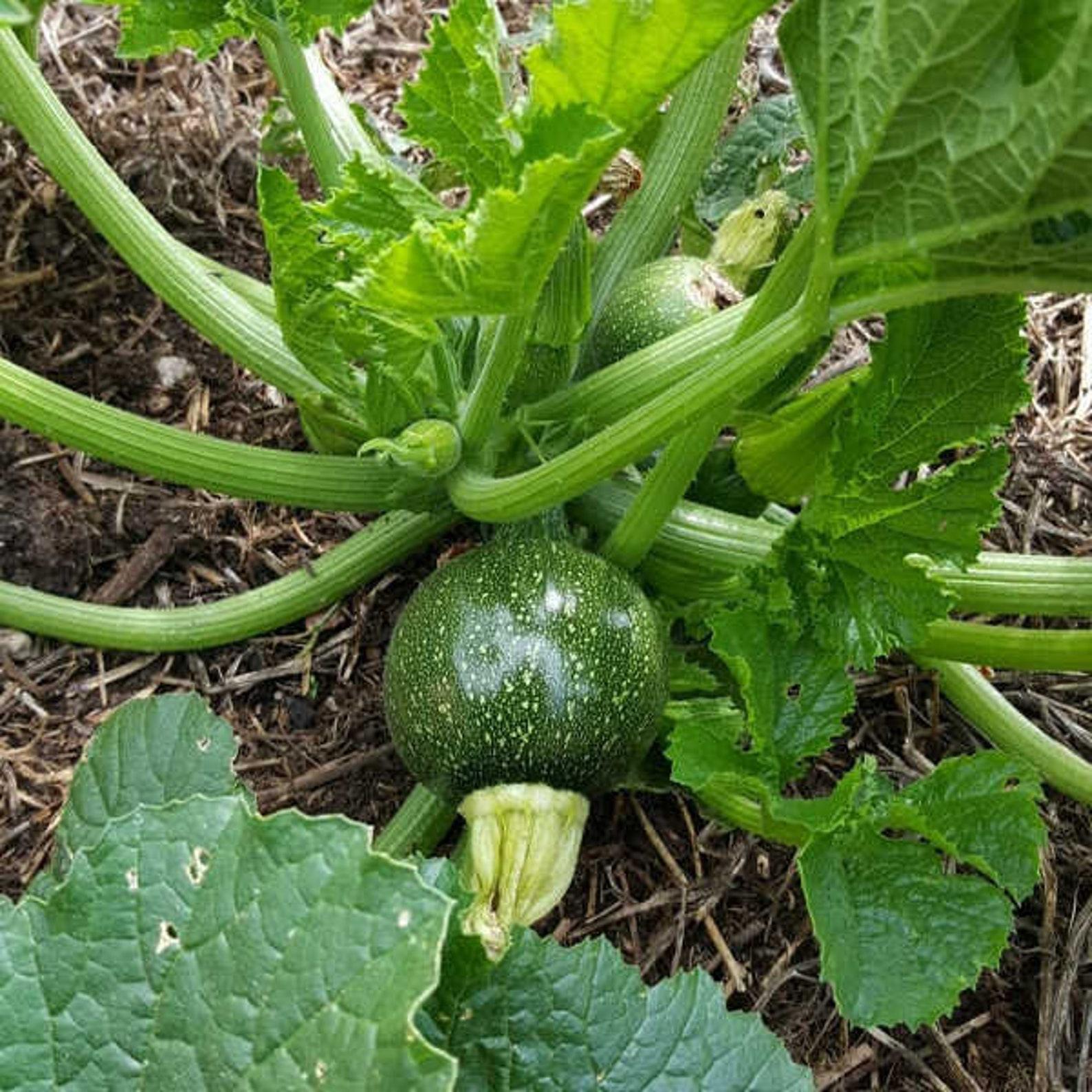V023 Squash Ball S Zucchini 2 - View 5 from www redcrocus com