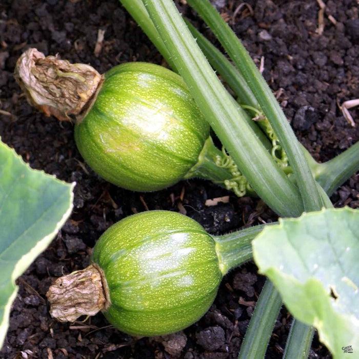 V023 Squash Ball S Zucchini 2 - View 9 from www redcrocus com