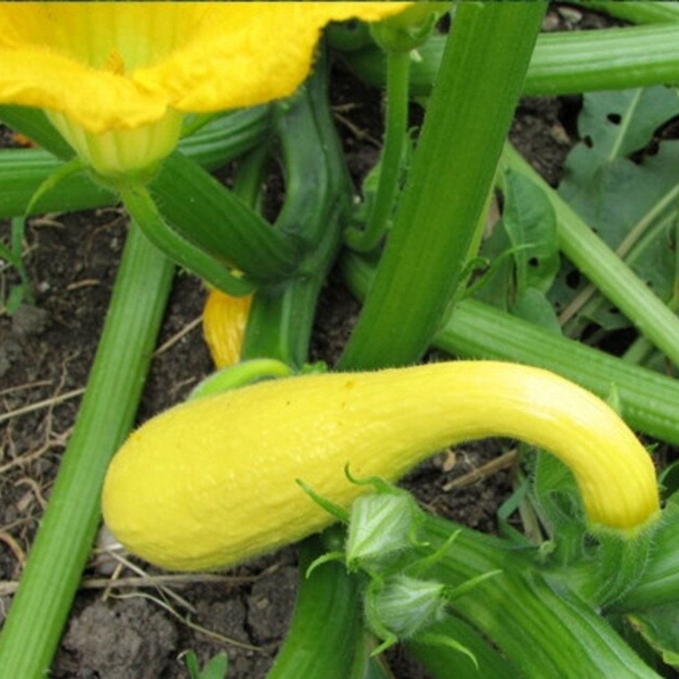 V024 Squash Early Summer Crookneck - View 15 from www redcrocus com