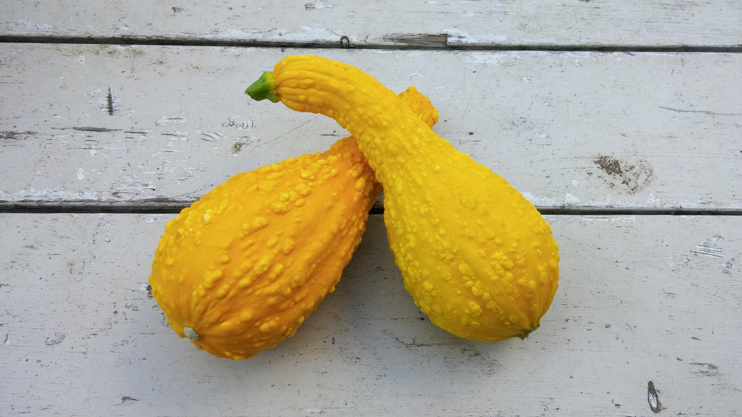 V024 Squash Early Summer Crookneck - View 17 from www redcrocus com