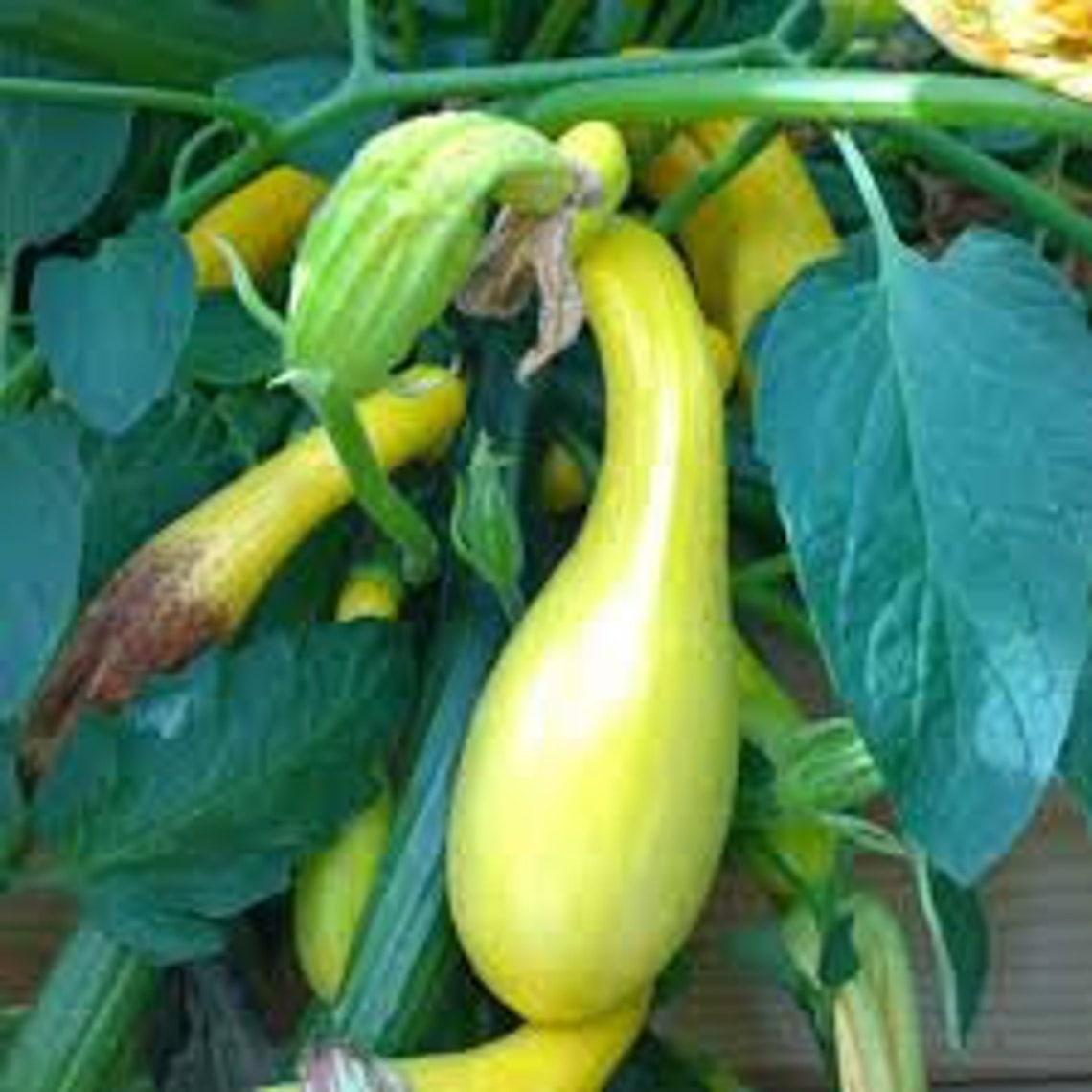 V024 Squash Early Summer Crookneck - View 18 from www redcrocus com