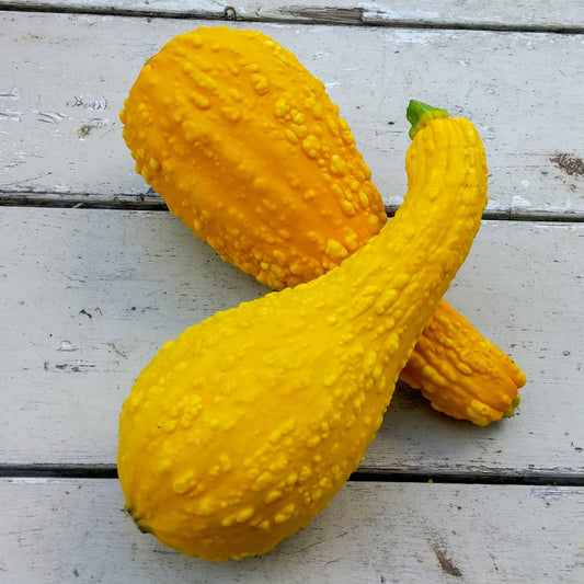 V024 Squash Early Summer Crookneck - View 1 from www redcrocus com