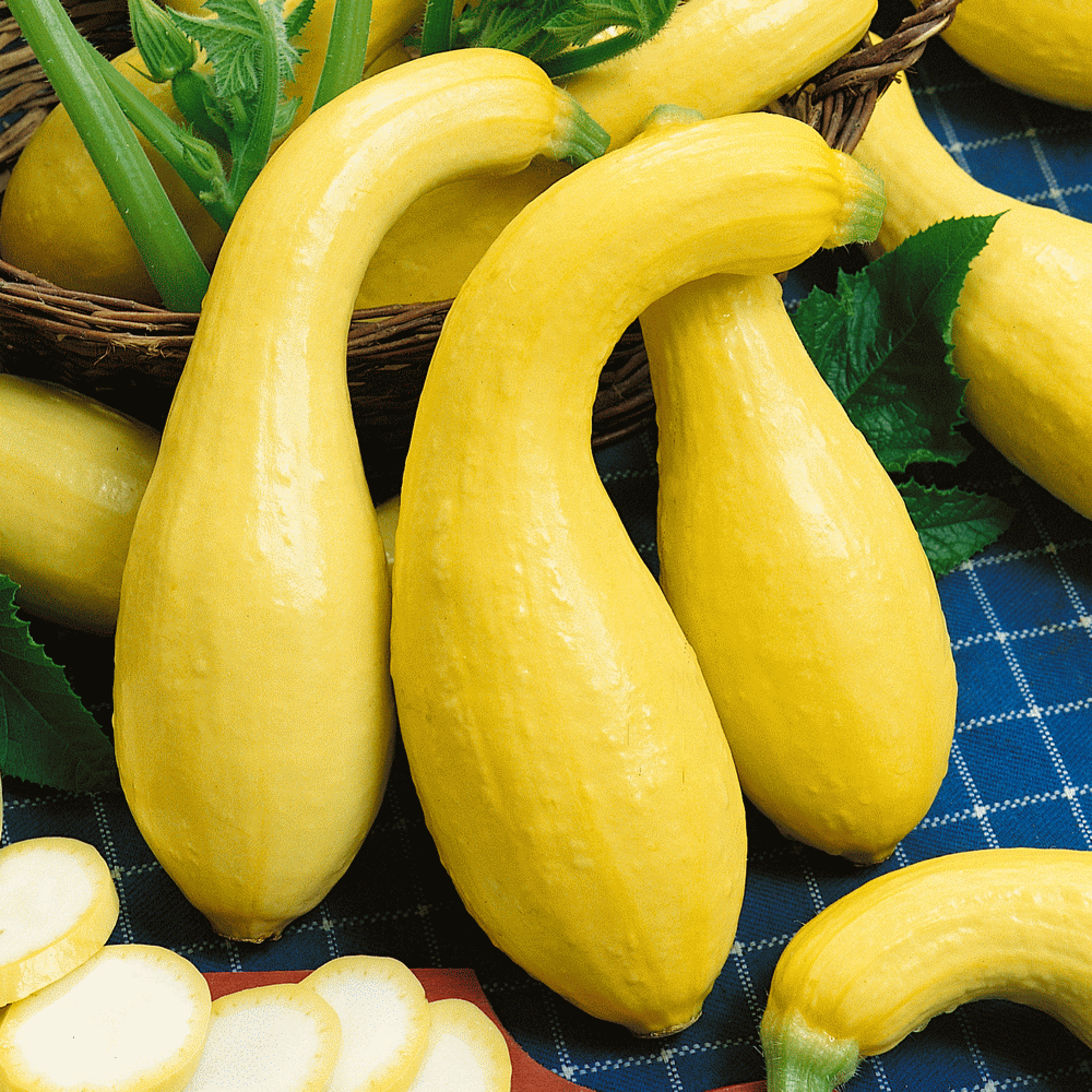 V024 Squash Early Summer Crookneck - View 2 from www redcrocus com