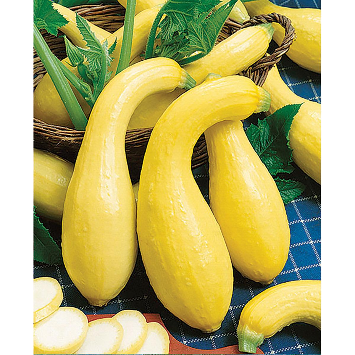 V024 Squash Early Summer Crookneck - View 3 from www redcrocus com