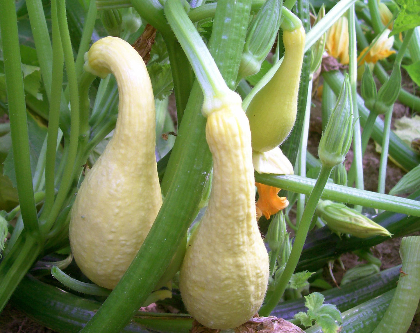 V024 Squash Early Summer Crookneck - View 7 from www redcrocus com
