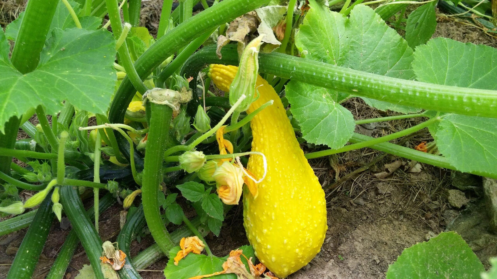 V024 Squash Early Summer Crookneck - View 8 from www redcrocus com