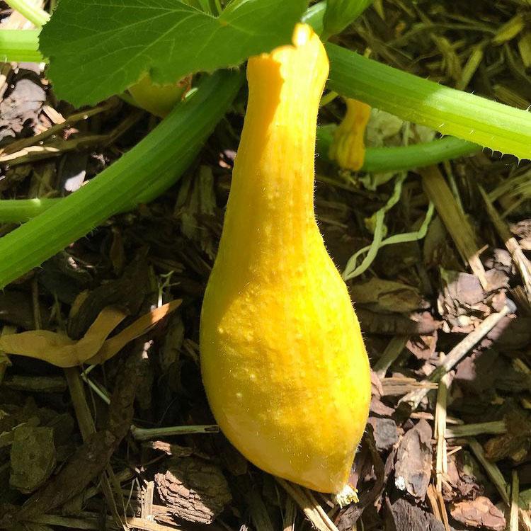 V024 Squash Early Summer Crookneck - View 9 from www redcrocus com