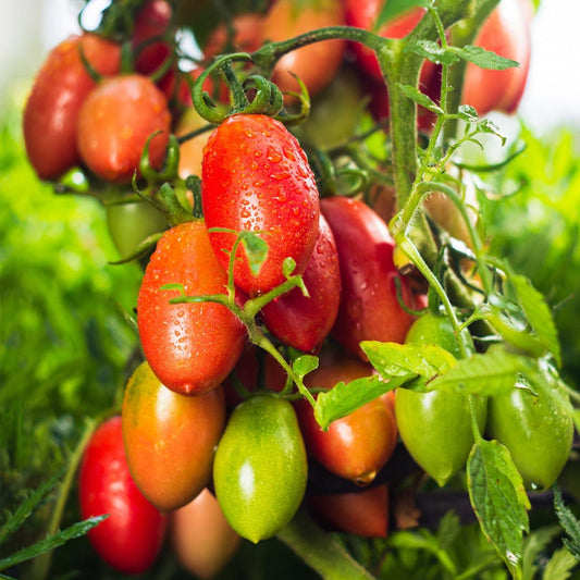 V025 Tomato Amish Paste (heirloom) - View 10 from www redcrocus com