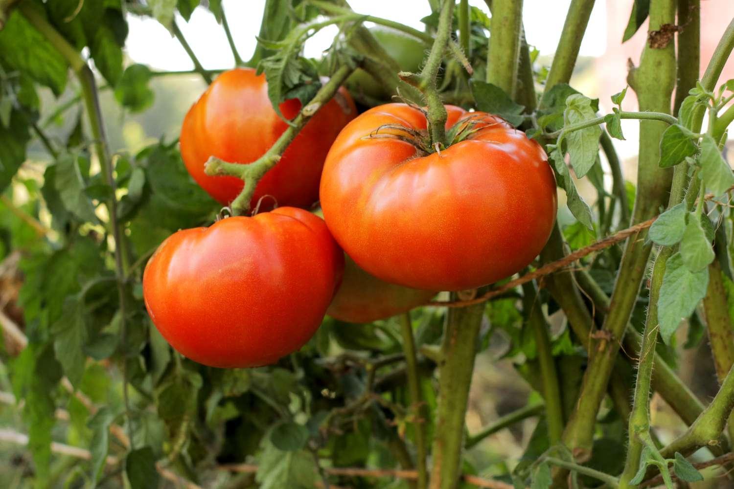 V026 Tomato Big Boy - View 15 from www redcrocus com